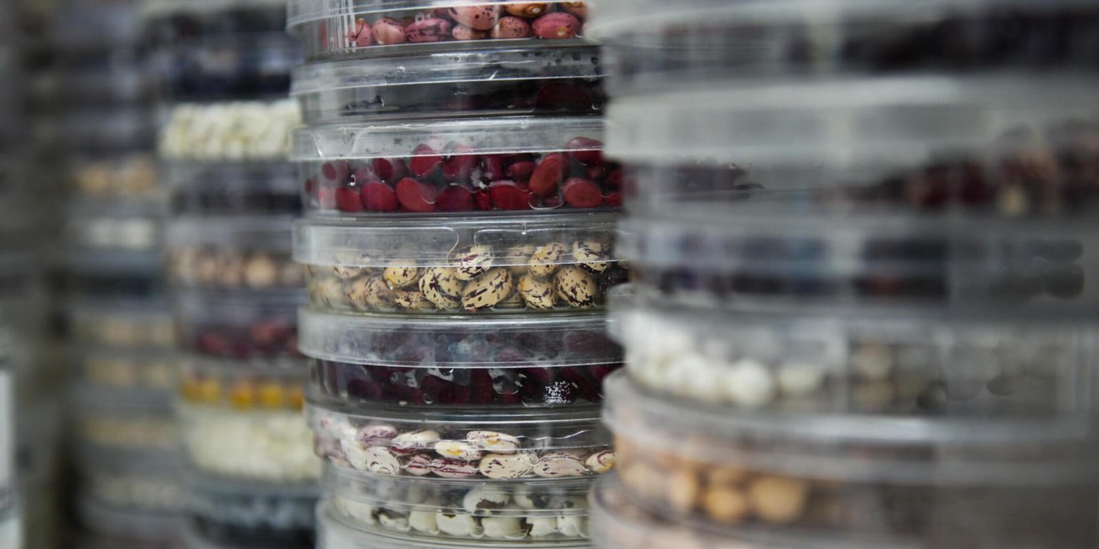 Comunicado de posición RSLC sobre resolución bancos de germoplasma